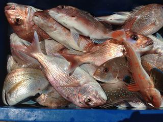Bin full of Snapper