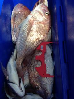 Great Snapper Haul