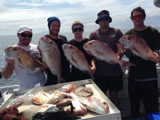 Hauraki Gulf snapper