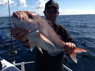 Snapper caught in the Hauraki Gulf