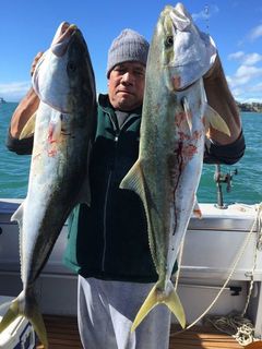 Hauraki Gulf Kingfish