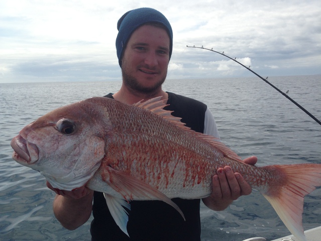 Snapper from the deep holes in NZ - North Island