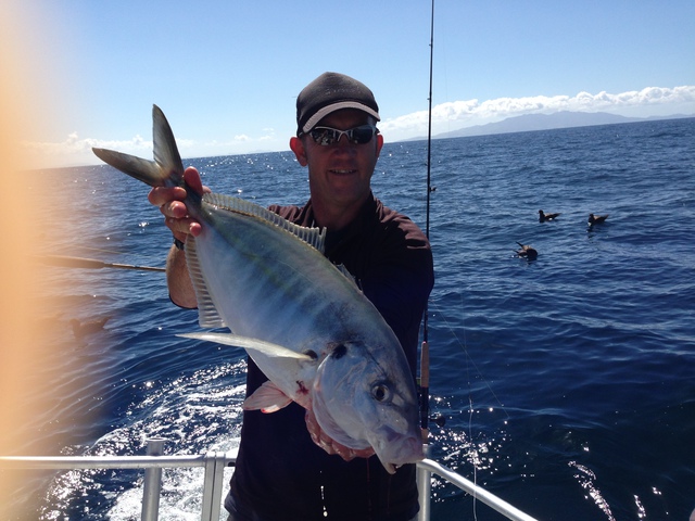 Trevally fight hard when hooked on