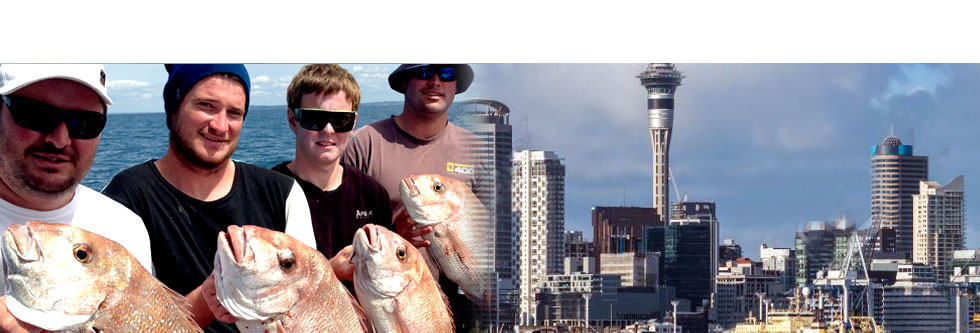 Nice healthy snapper caught in the Hauraki Gulf of Auckland
